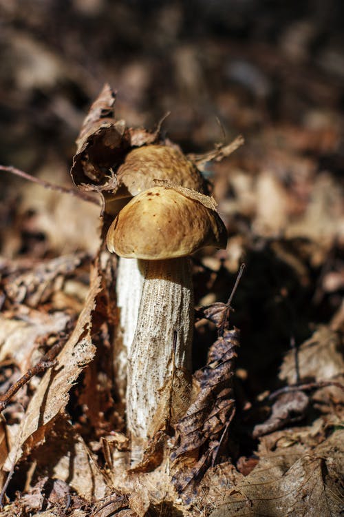 有关垂直拍摄, 真菌, 蘑菇的免费素材图片