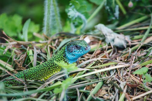 有关動物, 爬蟲, 草的免费素材图片