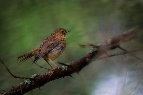 有关erithacus rubecula, 分公司, 動物的免费素材图片