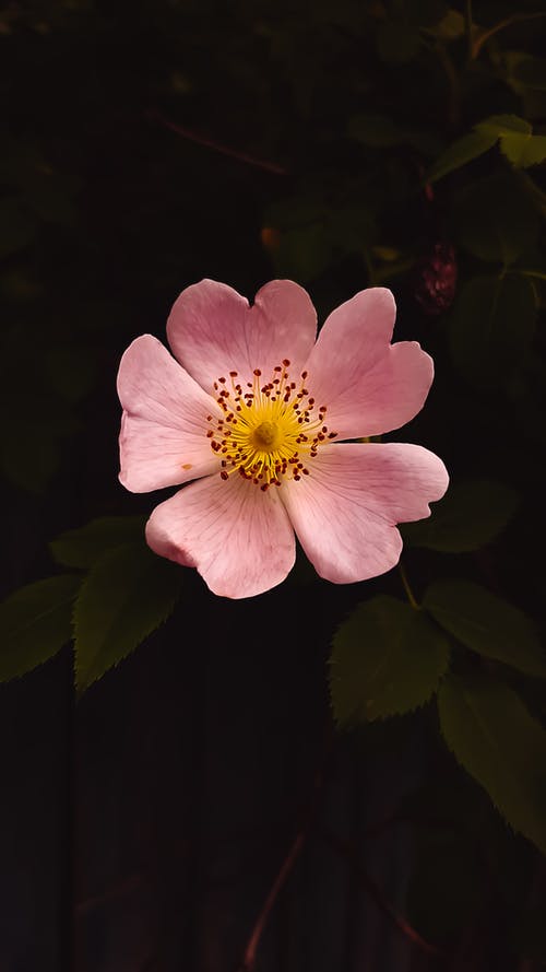 有关微妙, 粉红色的花, 绽放的花朵的免费素材图片