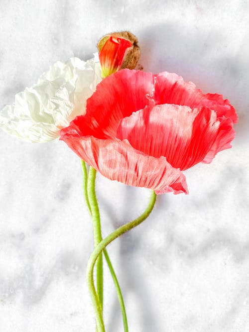 有关一般开销, 绽放, 花的免费素材图片