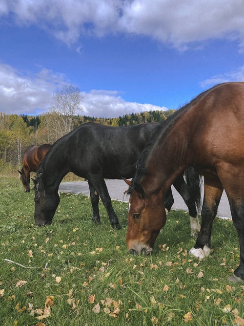 有关吃, 垂直拍摄, 家畜的免费素材图片