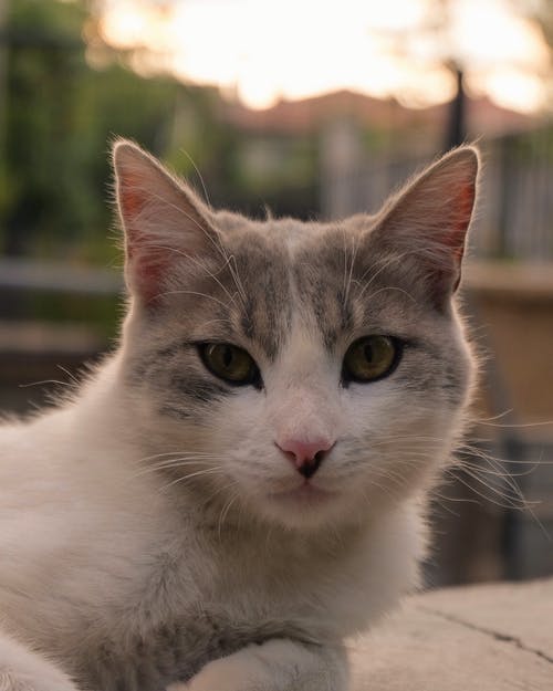 有关可愛, 可愛的, 垂直拍摄的免费素材图片