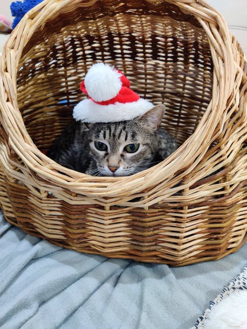 有关可爱, 大花猫, 家猫的免费素材图片