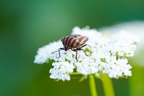 有关微距攝影, 昆蟲, 條紋的免费素材图片