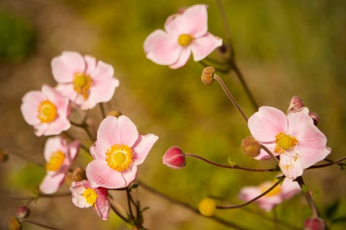有关季節, 微妙, 日本银莲花的免费素材图片