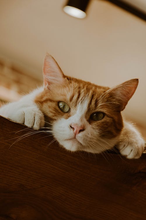 有关動物, 原本, 可愛的免费素材图片