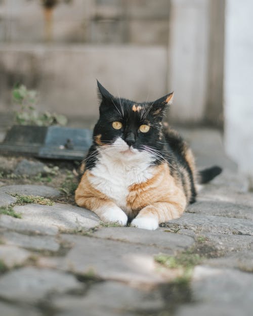 有关休息, 凝视, 动物的免费素材图片