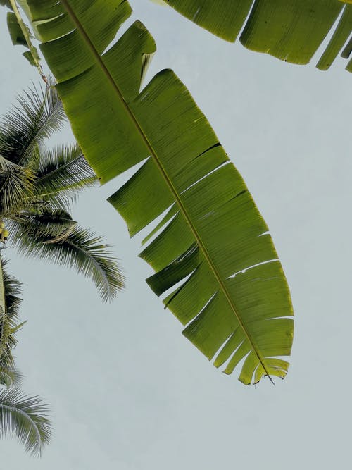 有关低角度拍摄, 垂直拍摄, 棕榈树叶的免费素材图片