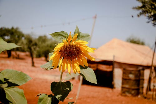 有关向日葵, 增长, 天性的免费素材图片
