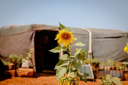 有关向日葵, 增长, 天性的免费素材图片