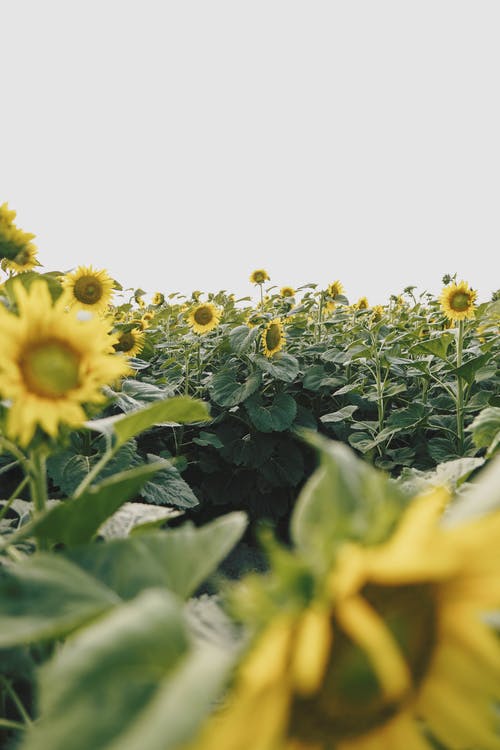 有关向日葵, 向日葵田, 垂直拍摄的免费素材图片