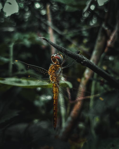 有关动物, 原本, 图案的免费素材图片