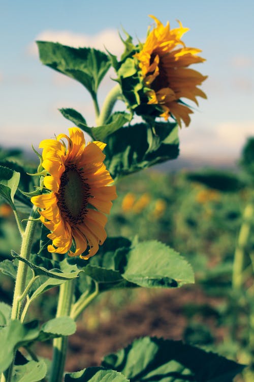 有关向日葵, 垂直拍摄, 植物群的免费素材图片