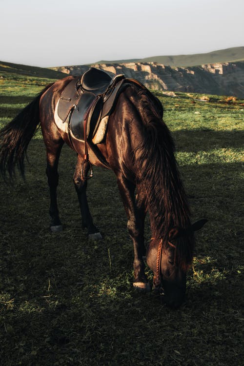 有关动物, 动物摄影, 反刍动物的免费素材图片