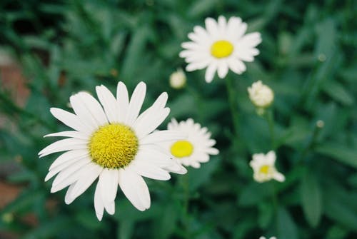 有关树叶, 白色雏菊, 绽放的花朵的免费素材图片