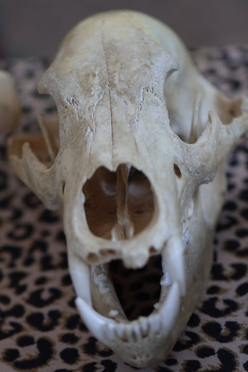 有关令人不寒而栗的, 动物头骨, 动物遗骸的免费素材图片
