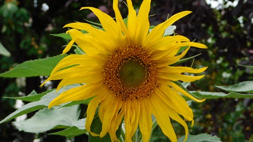 有关向日葵, 植物群, 漂亮的免费素材图片