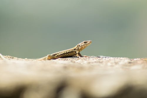 有关动物, 动物摄影, 岩石的免费素材图片