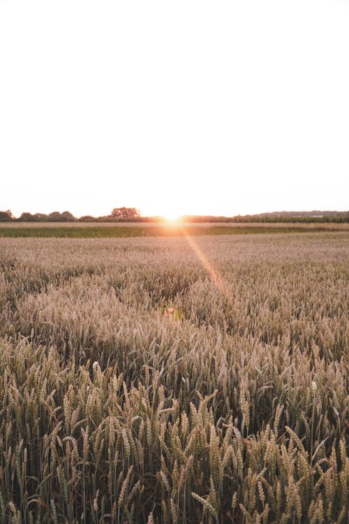 有关垂直拍摄, 太阳, 日出的免费素材图片