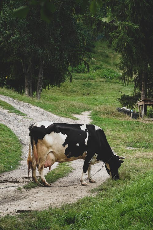 有关反刍动物, 吃草, 哺乳动物的免费素材图片