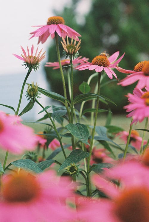 有关垂直拍摄, 树木, 树叶的免费素材图片