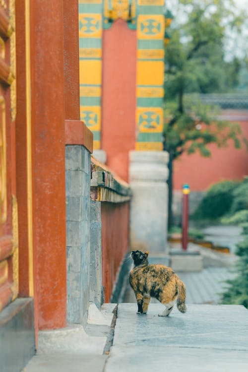 有关侧面图, 动物摄影, 北京的免费素材图片