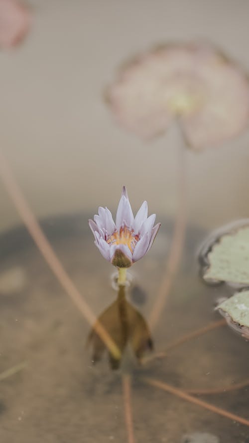有关垂直拍摄, 微妙, 户外的免费素材图片