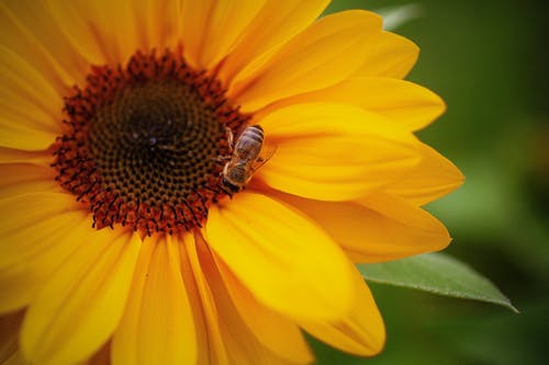有关向日葵, 昆虫, 明亮的免费素材图片