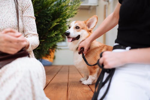 一只拴着皮带的彭布罗克威尔士柯基犬 · 免费素材图片