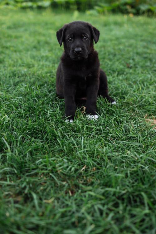 有关动物, 动物摄影, 可爱的免费素材图片