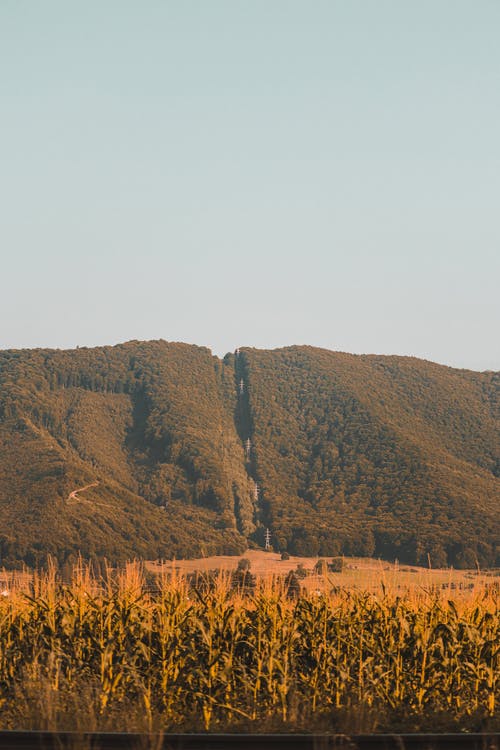 有关垂直的, 景观, 玉米田的免费素材图片