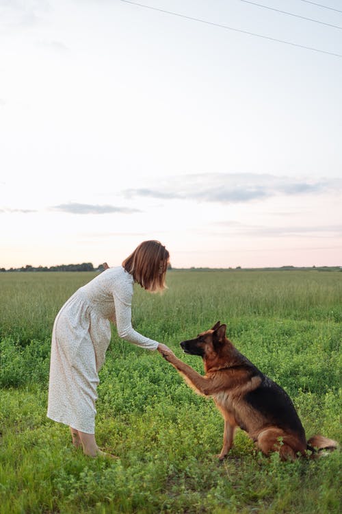 一个女人训练她的德国牧羊犬 · 免费素材图片