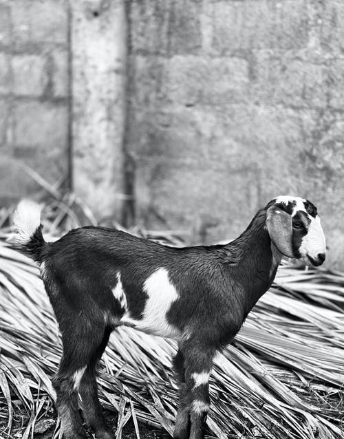 有关动物, 动物摄影, 哺乳动物的免费素材图片