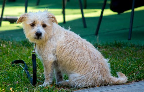 有关動物, 可愛, 可愛的的免费素材图片