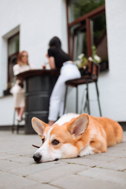 在地板上休息的柯基犬 · 免费素材图片