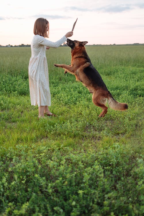 与德国牧羊犬玩耍的女孩 · 免费素材图片
