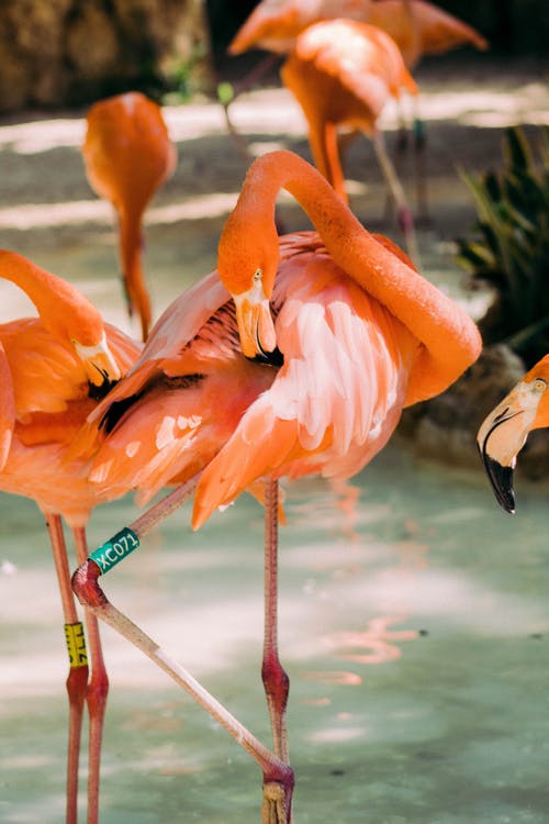 有关动物, 动物园, 垂直拍摄的免费素材图片