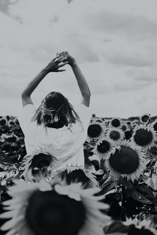 有关向日葵田, 单色, 垂直拍摄的免费素材图片