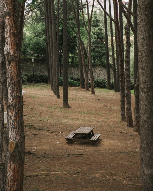 有关forestpark, 公园, 地面的免费素材图片