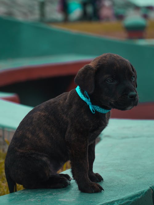 有关伴侣, 可爱, 可爱的的免费素材图片