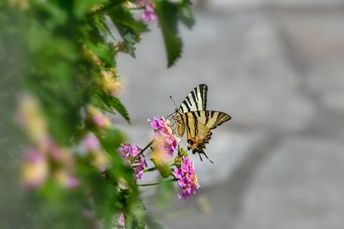 有关授粉, 昆虫, 植物群的免费素材图片
