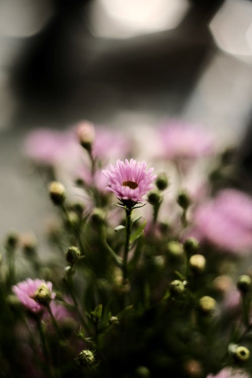 有关垂直拍摄, 增长, 天性的免费素材图片
