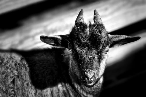 有关动物, 动物摄影, 哺乳动物的免费素材图片