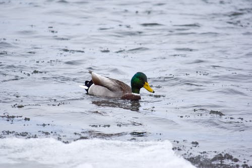 有关動物, 動物攝影, 水的免费素材图片