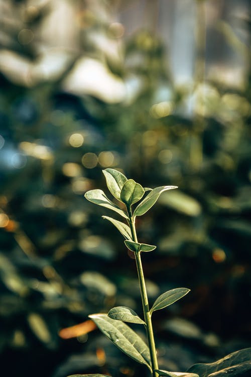 有关垂直拍摄, 增长, 壁纸的免费素材图片