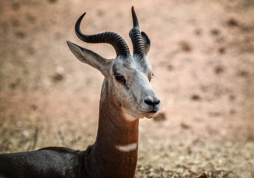 有关动物, 动物摄影, 哺乳动物的免费素材图片
