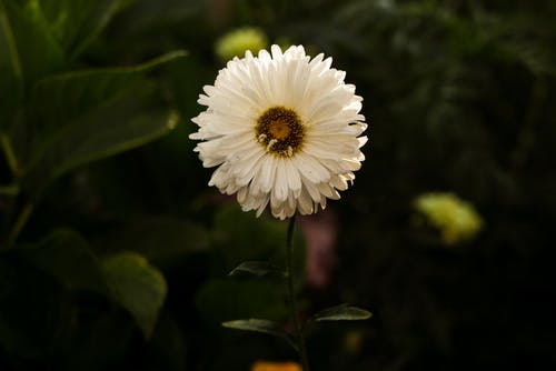 有关增长, 微妙, 植物群的免费素材图片