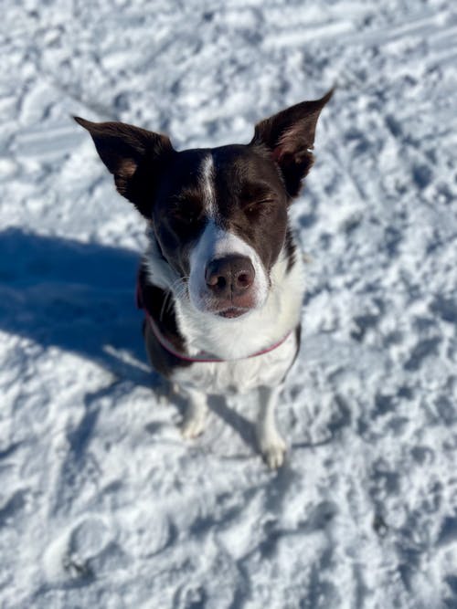 有关伴侣, 可爱, 可爱的的免费素材图片