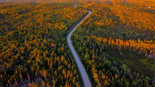 有关广角拍摄, 森林, 树木的免费素材图片